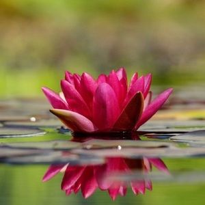 Meet your Posher, Rene